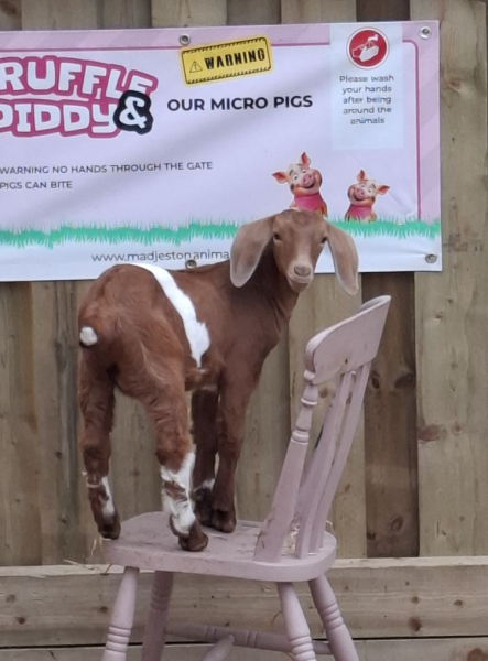 Childrens Entertainer for Animal Parks Dorset, Wiltshire, South Coast